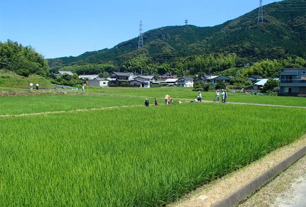 音羽米の生産